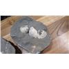 Image 2 : Fossil: Clam Shells (Cyclothyris, 100 million yrs)