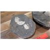Image 3 : Fossil: Clam Shells (Cyclothyris, 100 million yrs)