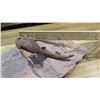 Image 10 : Fossil: 3-D Antiarch (Bothriolepis Canadensis, circa 375 million yrs)