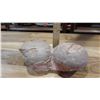 Image 10 : Fossil: Dinosaur Eggs (was purchased for $2450)