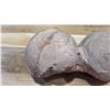 Image 2 : Fossil: Dinosaur Eggs (was purchased for $2450)