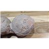 Image 3 : Fossil: Dinosaur Eggs (was purchased for $2450)