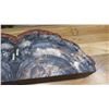 Image 8 : Fossil: Petrified Wood Layer from Arizona - Black, White, Red Hues