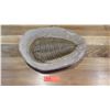 Image 1 : Fossil: Trilobite (Elrathia, circa 525 million yrs)