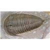 Image 2 : Fossil: Trilobite (Elrathia, circa 525 million yrs)