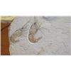 Image 2 : Fossil: Multiple Fossilized Shrimp (Acanthochirana, circa 100 mil yrs)