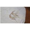 Image 8 : Fossil: Multiple Fossilized Shrimp (Acanthochirana, circa 100 mil yrs)
