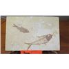 Image 2 : Fossil: 2 Bony Fish (Osteichthyes, 50 mil yrs) on Rectangular Rock Sheet