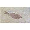 Image 3 : Fossil: 2 Bony Fish (Osteichthyes, 50 mil yrs) on Rectangular Rock Sheet