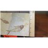 Image 8 : Fossil: 2 Bony Fish (Osteichthyes, 50 mil yrs) on Rectangular Rock Sheet