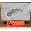 Image 1 : Fossil: Shrimp (Acanthochirana, circa 100 mil yrs) on Rectangular Rock Sheet