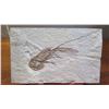 Image 2 : Fossil: Shrimp (Acanthochirana, circa 100 mil yrs) on Rectangular Rock Sheet