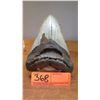 Image 2 : Fossil: Megalodon Tooth from Prehistoric Megalodon Shark (became extinct 2.6 mil yrs ago)