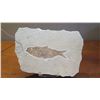 Image 2 : Fossil: Qty 2 Fossilized Fish (Osteichthyes, Knightia) on Rock Sheets