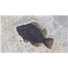 Image 2 : Fossil: Fish (Acanthom Orph, circa 57 million years) on Square Rock Sheet