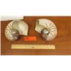Image 2 : Qty 2 Striped Nautilus Shells