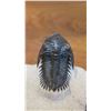 Image 8 : Fossil: Black 3-D Trilobite (Ktenoura, circa 50 mil years), Protruding Upward