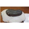 Image 2 : Fossil: Black 3-D Trilobite (Sphaerexochus 380 mil yrs) on Limestone, Anti-Atlas Mtns.