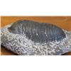 Image 8 : Fossil: Black Trilobite (Sphaerexochus), 3-D Form, Partially Embedded, 380 mil yrs
