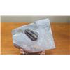 Image 1 : Fossil: Black Trilobite (Calymene, 450 mil yrs), 3-D Form, Partially Embedded in Rock Sheet