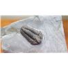 Image 3 : Fossil: Black Trilobite (Calymene, 450 mil yrs), 3-D Form, Partially Embedded in Rock Sheet