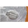 Image 3 : Fossil: Trilobite (Elrathia, circa 525 mil yrs), Embedded in Rock