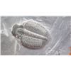Image 4 : Fossil: Trilobite (Elrathia, circa 525 mil yrs), Embedded in Rock
