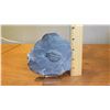 Image 8 : Fossil: Trilobite (Elrathia, circa 525 mil yrs), Embedded in Rock
