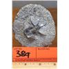 Image 1 : Fossil: Trilobite (Dicranurus Hamatus, circa 450 mil yrs), Embedded in Rock Segment