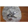 Image 2 : Fossil: Trilobite (Dicranurus Hamatus, circa 450 mil yrs), Embedded in Rock Segment