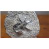 Image 3 : Fossil: Trilobite (Dicranurus Hamatus, circa 450 mil yrs), Embedded in Rock Segment