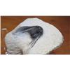 Image 2 : Fossil: Black 3-D Trilobite (Acidaspis, circa 450 mil yrs) Protruding from Rock Segment