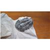 Image 2 : Fossil: Black Trilobite (Elrathia, circa 525 mil yrs) Partially Embedded in Rock Segment