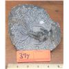 Image 1 : Fossil: Dicranurus Monstrosus, circa 450 mil yrs),Trilobite Embedded in Rock Segment