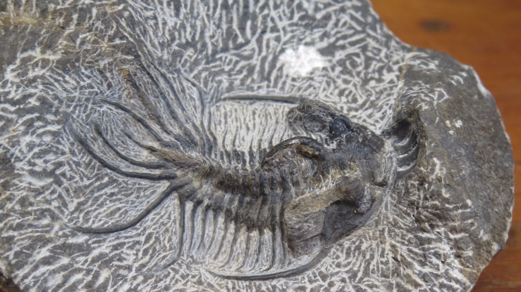 Fossil: Dicranurus Monstrosus, circa 450 mil yrs),Trilobite Embedded in ...