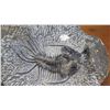 Image 3 : Fossil: Dicranurus Monstrosus, circa 450 mil yrs),Trilobite Embedded in Rock Segment