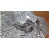 Image 4 : Fossil: Dicranurus Monstrosus, circa 450 mil yrs),Trilobite Embedded in Rock Segment