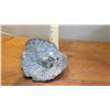 Image 8 : Fossil: Dicranurus Monstrosus, circa 450 mil yrs),Trilobite Embedded in Rock Segment