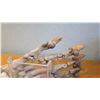 Image 11 : Fossil: Cave Bear Foot