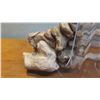 Image 12 : Fossil: Cave Bear Foot