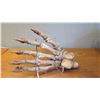 Image 13 : Fossil: Cave Bear Foot