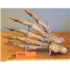 Image 1 : Fossil: Cave Bear Foot