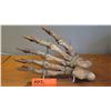 Image 2 : Fossil: Cave Bear Foot