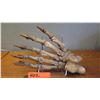 Image 3 : Fossil: Cave Bear Foot
