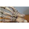 Image 5 : Fossil: Cave Bear Foot