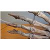 Image 6 : Fossil: Cave Bear Foot