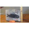 Image 10 : Fossil: Black Fish "Asialepidoter" Embedded in Rock Sheet - Guizhou, China (200 mil yrs)