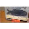 Image 11 : Fossil: Black Fish "Asialepidoter" Embedded in Rock Sheet - Guizhou, China (200 mil yrs)