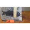 Image 12 : Fossil: Black Fish "Asialepidoter" Embedded in Rock Sheet - Guizhou, China (200 mil yrs)