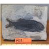 Image 1 : Fossil: Black Fish "Asialepidoter" Embedded in Rock Sheet - Guizhou, China (200 mil yrs)